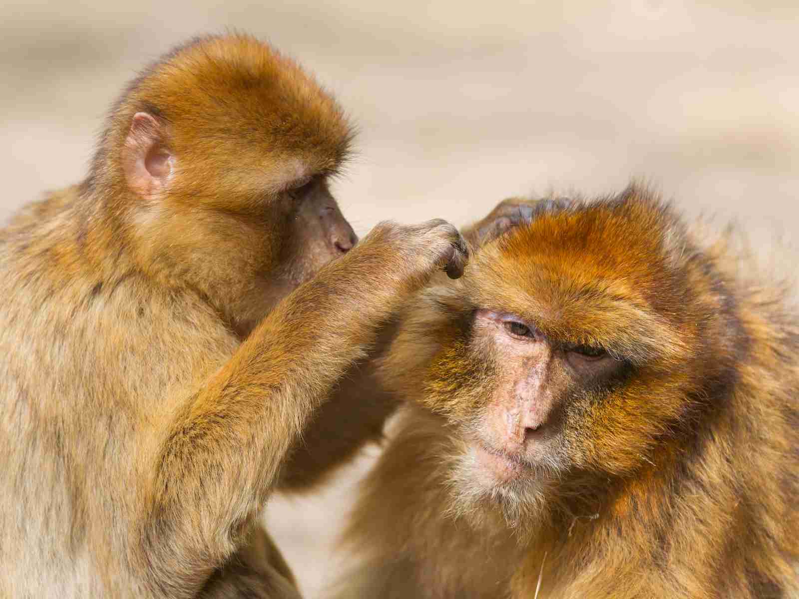 Animal Behaviour: An Introduction (Online) | Oxford University Department for Continuing Education Animal Behaviour: An Introduction (Online) | Oxford University Department for Continuing Education